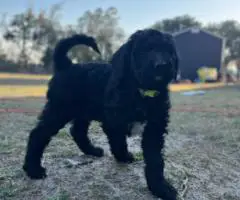 Hypoallergenic goldendoodle puppies for sale