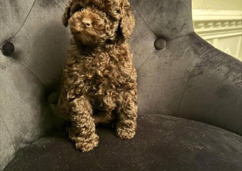 Chocolate toy poodle puppy for sale