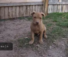 Fully vaccinated Pitbull puppies
