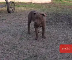 Fully vaccinated Pitbull puppies