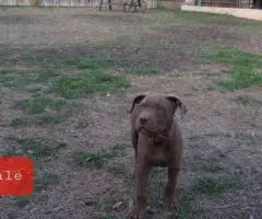 Fully vaccinated Pitbull puppies