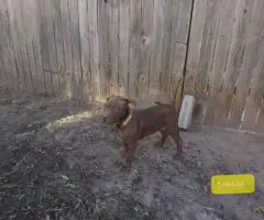 Fully vaccinated Pitbull puppies