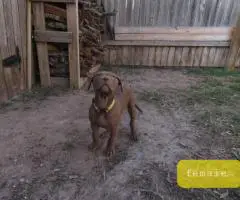 Fully vaccinated Pitbull puppies