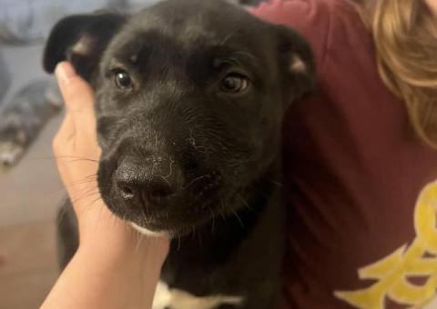 2 super cute Pitsky puppies for adoption