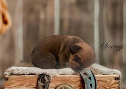 Chiweenie babies