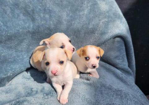 8 weeks old deer head Chihuahua puppies for sale