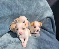 8 weeks old deer head Chihuahua puppies for sale