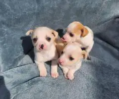8 weeks old deer head Chihuahua puppies for sale