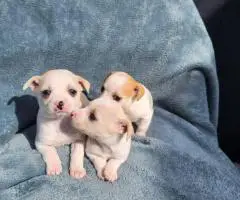 8 weeks old deer head Chihuahua puppies for sale