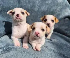 8 weeks old deer head Chihuahua puppies for sale