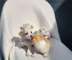 8 weeks old deer head Chihuahua puppies for sale