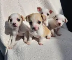 8 weeks old deer head Chihuahua puppies for sale