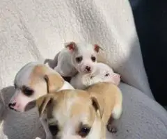 8 weeks old deer head Chihuahua puppies for sale
