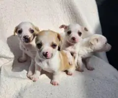 8 weeks old deer head Chihuahua puppies for sale