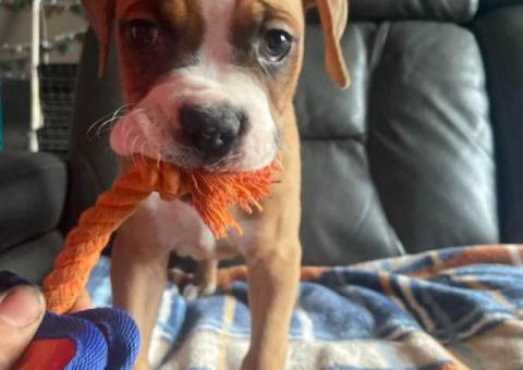5 Purebred Boxer puppies for sale