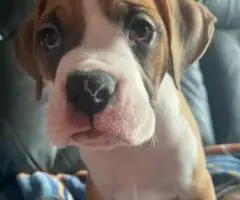 5 Purebred Boxer puppies for sale