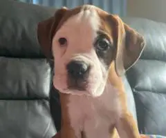 5 Purebred Boxer puppies for sale