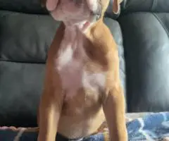 5 Purebred Boxer puppies for sale