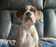 5 Purebred Boxer puppies for sale