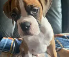 5 Purebred Boxer puppies for sale