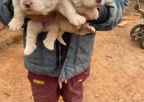 Great Pyrenees puppies LGD