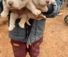 Great Pyrenees puppies LGD