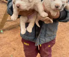Great Pyrenees puppies LGD