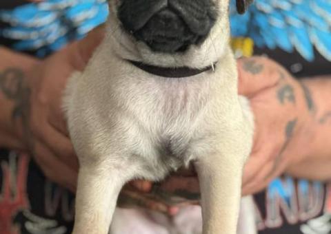 Beautiful fawn pug puppies for sale