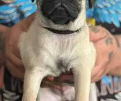 Beautiful fawn pug puppies for sale