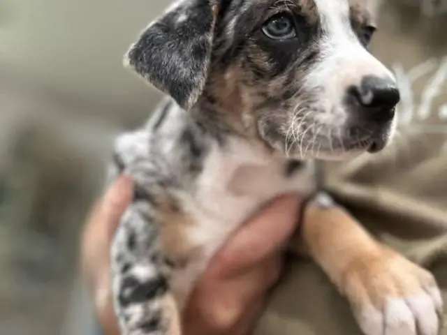 Houla-Dane puppies for sale