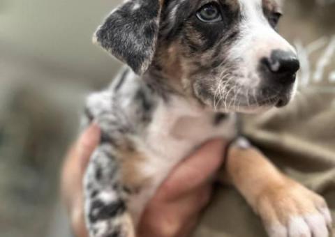 Houla-Dane puppies for sale