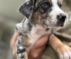 Houla-Dane puppies for sale