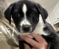 Houla-Dane puppies for sale