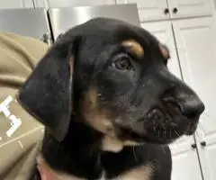 Houla-Dane puppies for sale