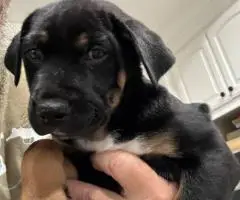 Houla-Dane puppies for sale