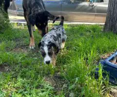 Houla-Dane puppies for sale