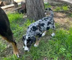 Houla-Dane puppies for sale