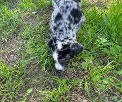 Houla-Dane puppies for sale