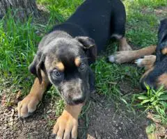 Houla-Dane puppies for sale
