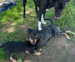 Houla-Dane puppies for sale