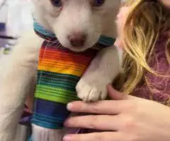 Purebred Siberian Husky puppies for sale