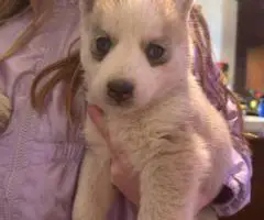 Purebred Siberian Husky puppies for sale