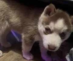 Purebred Siberian Husky puppies for sale