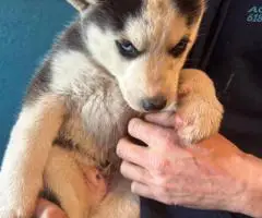 Purebred Siberian Husky puppies for sale