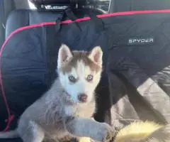 Purebred Siberian Husky puppies for sale