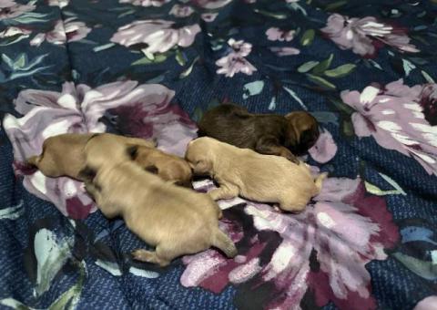 4 Terrier Chihuahua Mix puppies for sale