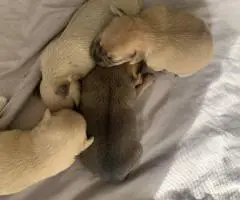 4 Terrier Chihuahua Mix puppies for sale