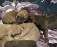 4 Terrier Chihuahua Mix puppies for sale