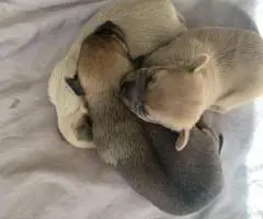 4 Terrier Chihuahua Mix puppies for sale