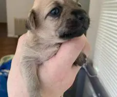 4 Terrier Chihuahua Mix puppies for sale
